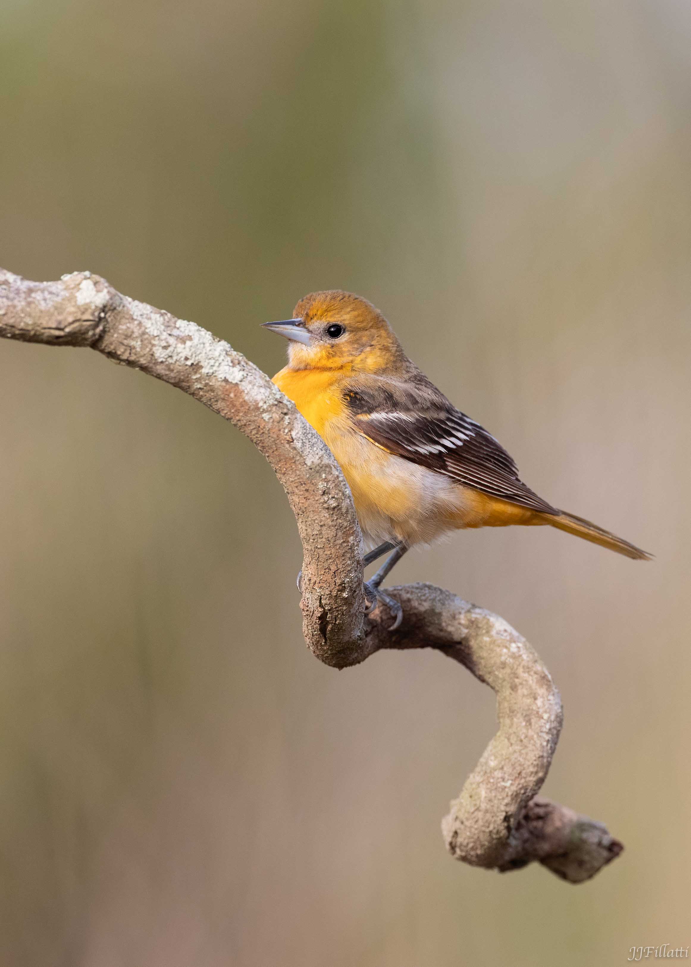 bird of Galveston Island image 18